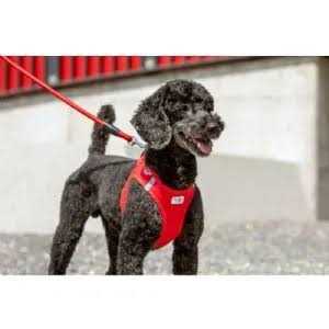 Stretch Comfort Leash I951