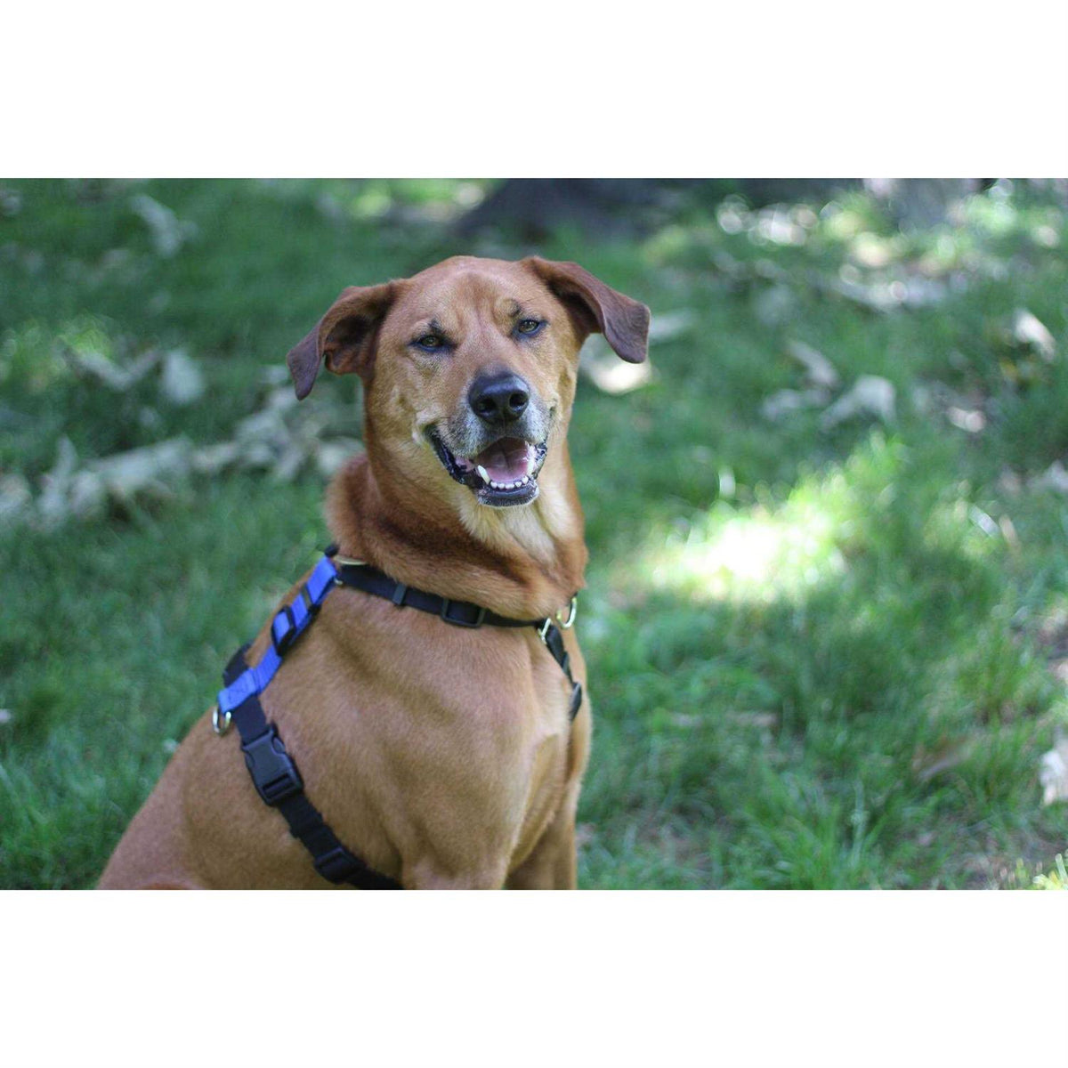 Buckle-Neck No-Pull Dog Harness K2492