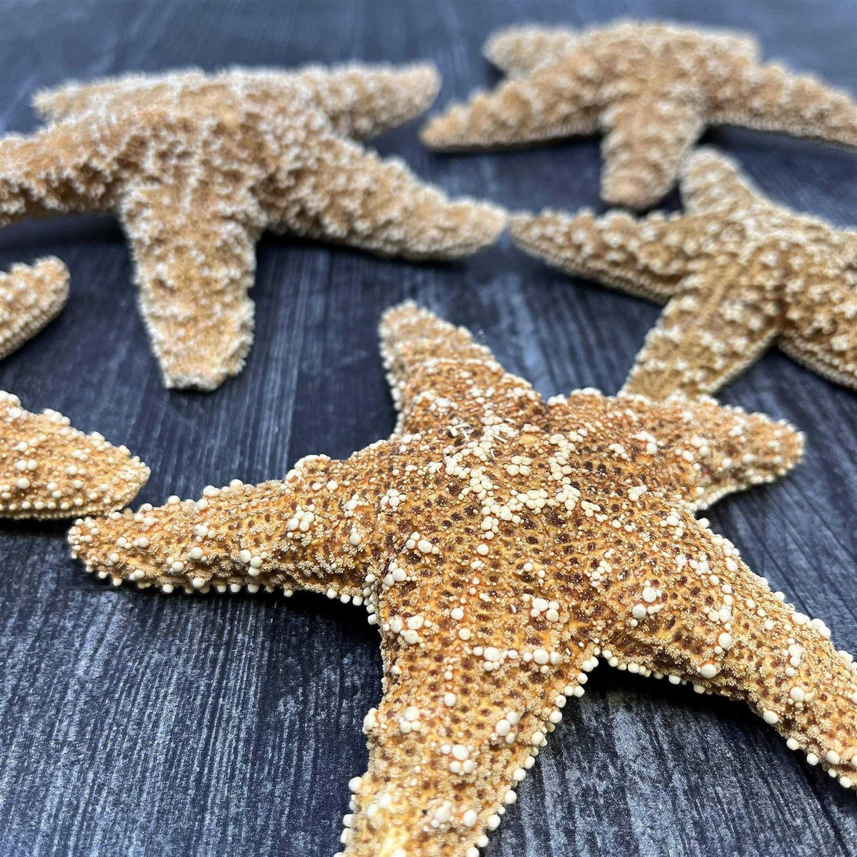 4 6 inch Starfish Decor F233