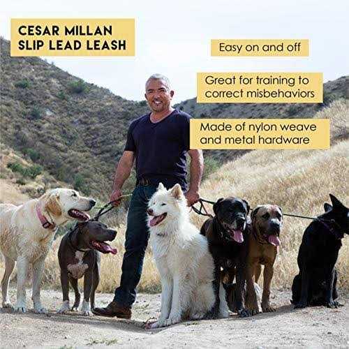 Slip Lead Leash 2-in-1 Dog Training Lead & Collar V92874