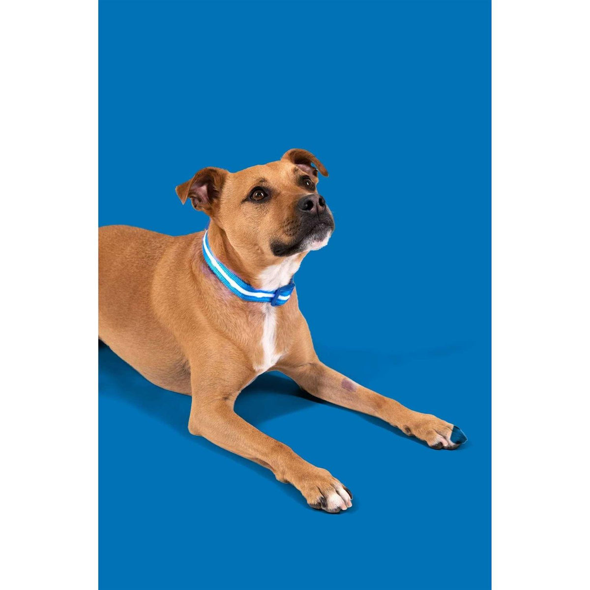 LED Light Up Dog Collar R691