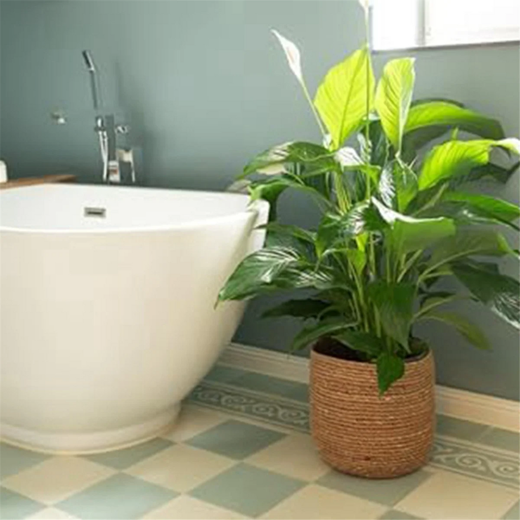 Seagrass Woven Plant Pot with Plastic Film Insert W175