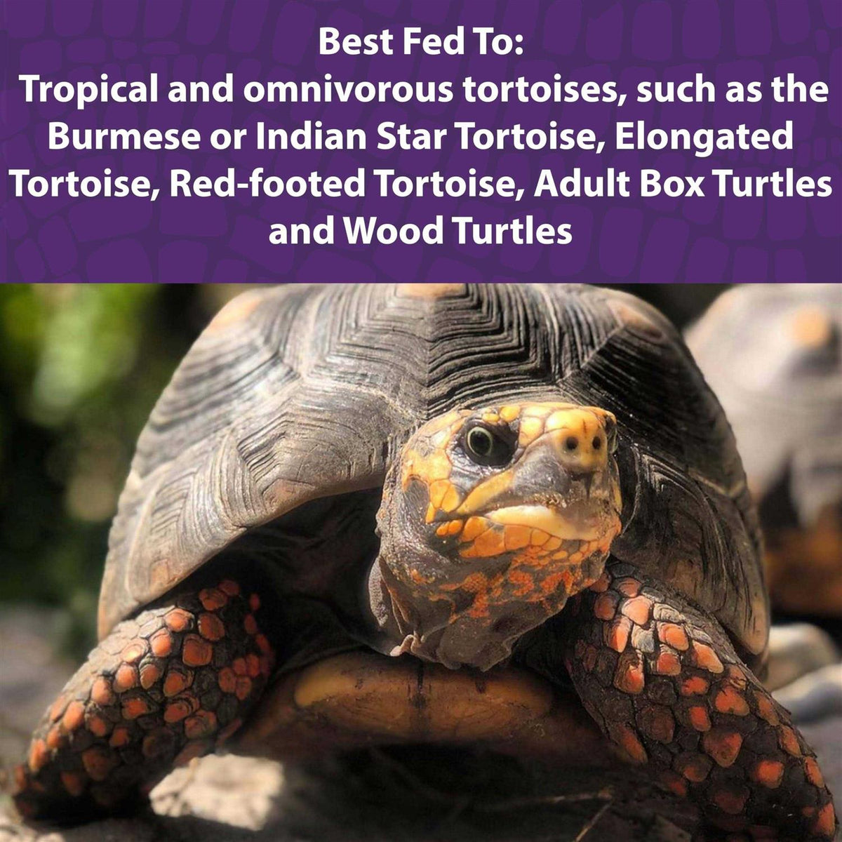 Tortoise Diet M4437
