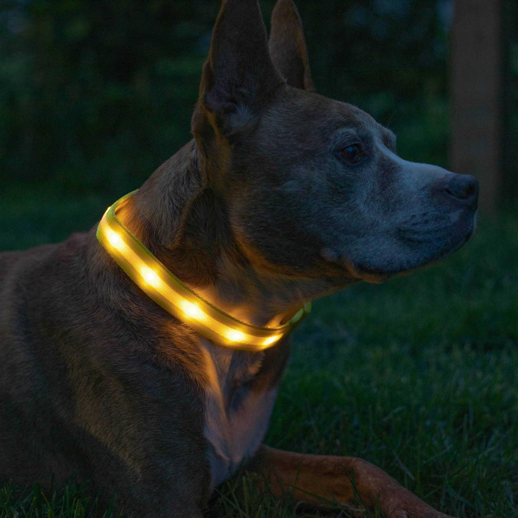 LED Light Up Dog Collar R691