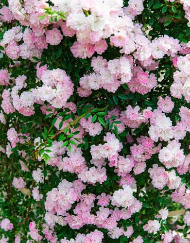 Pink Climbing Rose Live Plant F77170