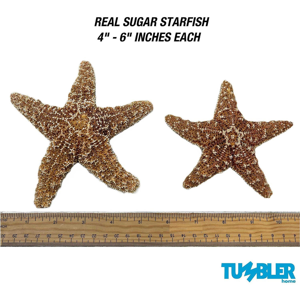 4 6 inch Starfish Decor F233