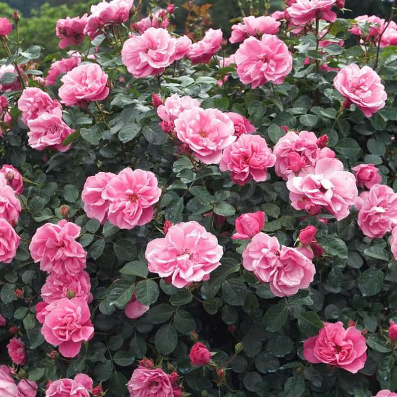 Pink Climbing Rose Live Plant F77170
