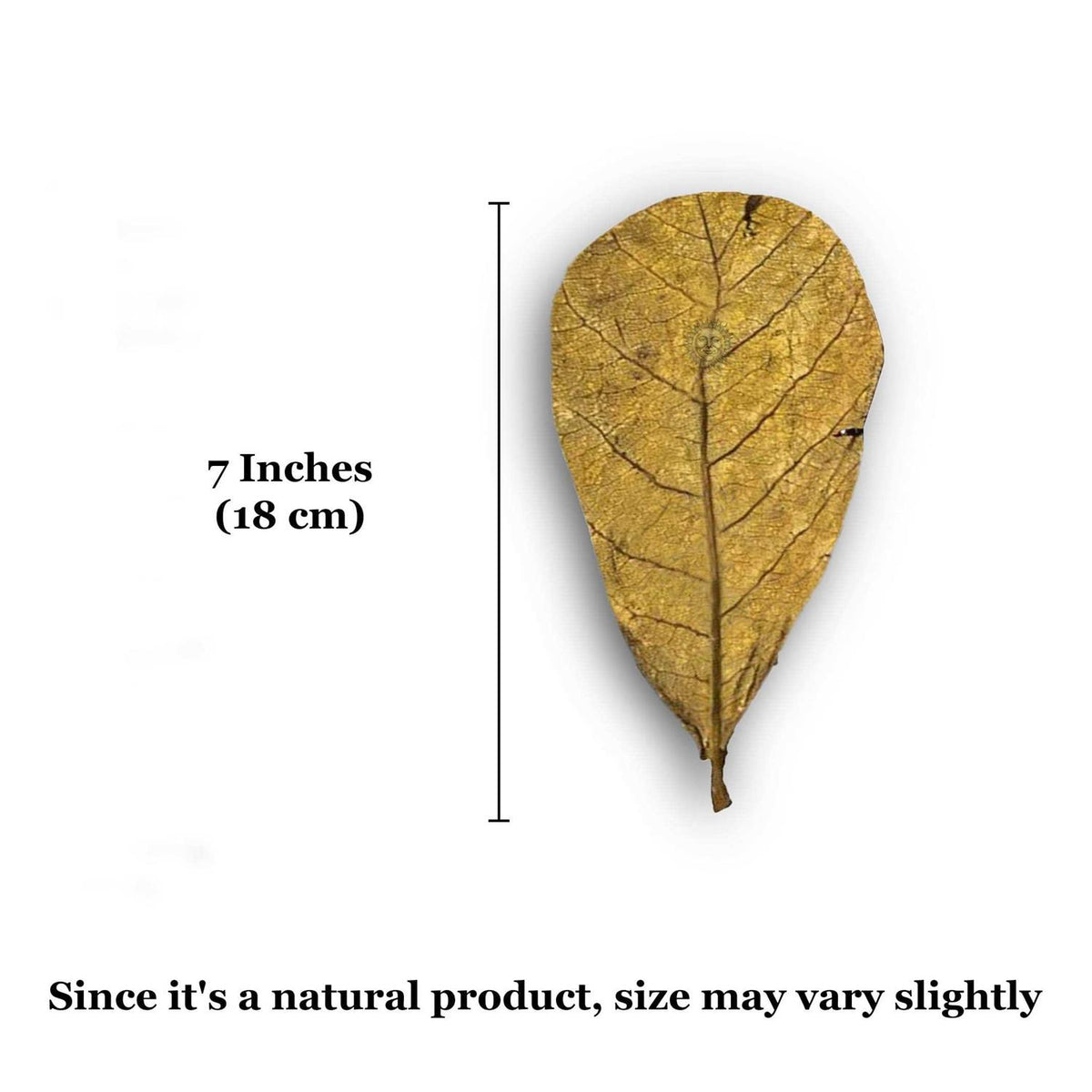 Hermit Crab & Snail Catappa Leaves G659283