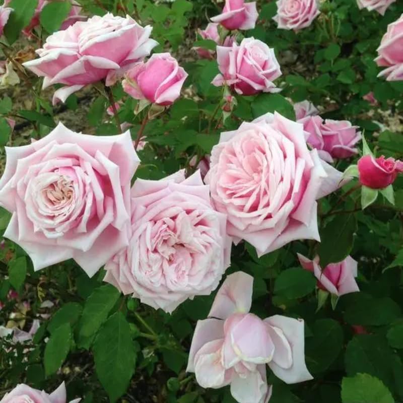 Pink Climbing Rose Live Plant F77170