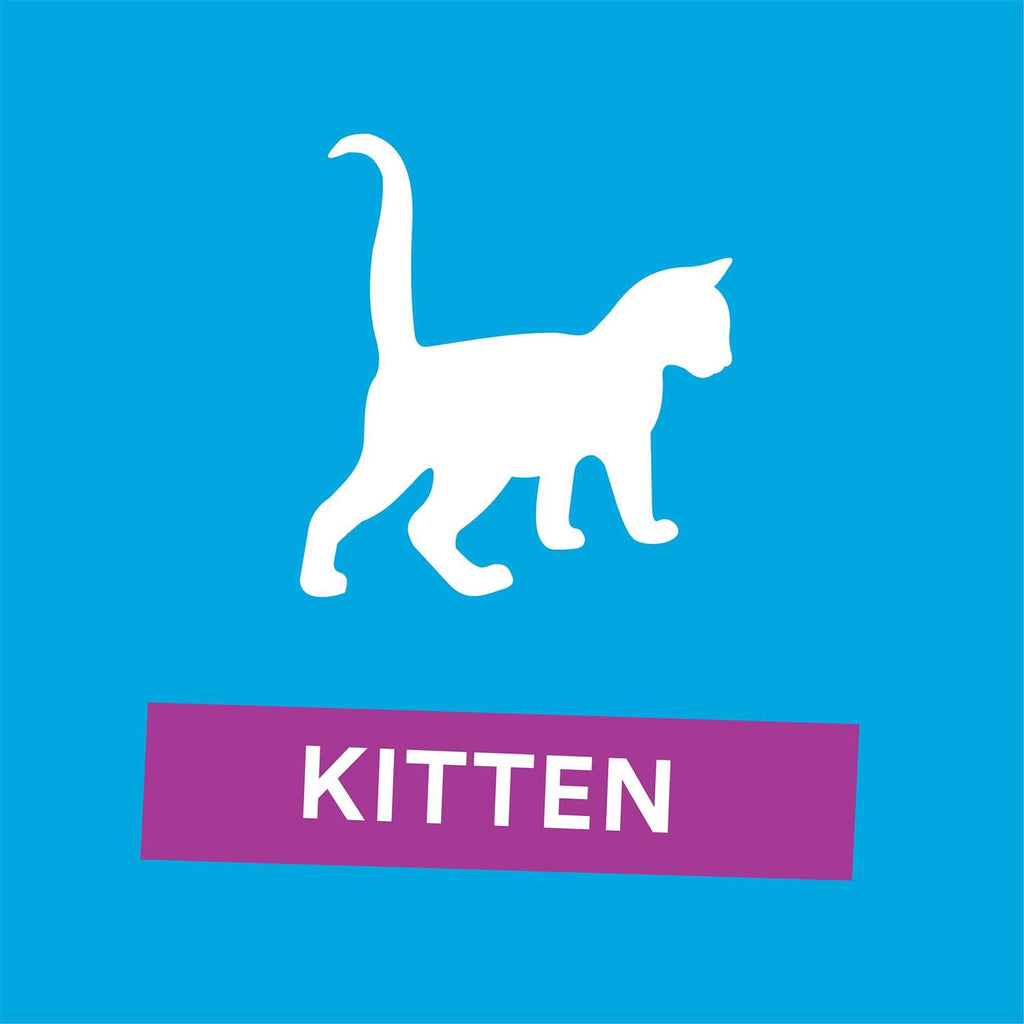 Grain Free Salmon Recipe Dry Kitten Food E1518