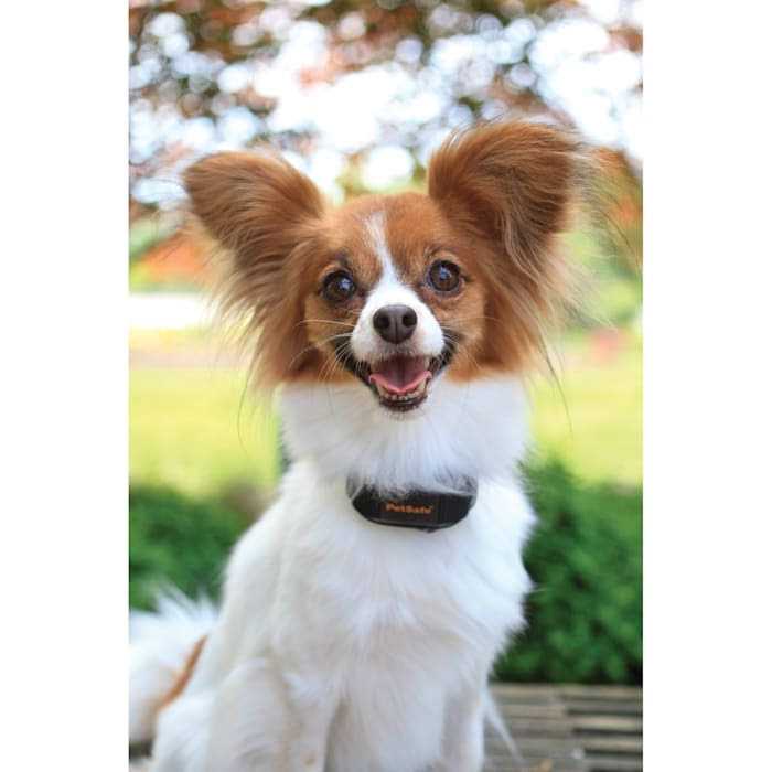 Vibration Bark Control Dog Collar B124848