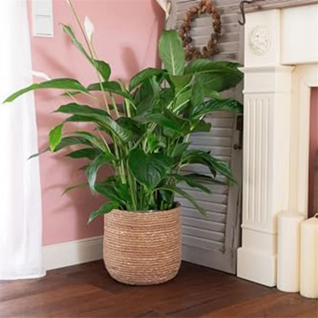 Seagrass Woven Plant Pot with Plastic Film Insert W175