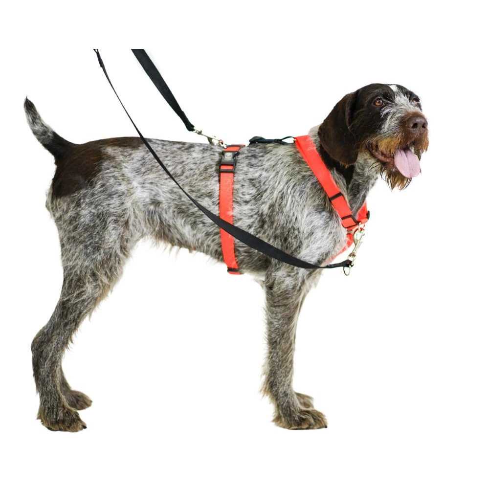 Buckle-Neck No-Pull Dog Harness K2492