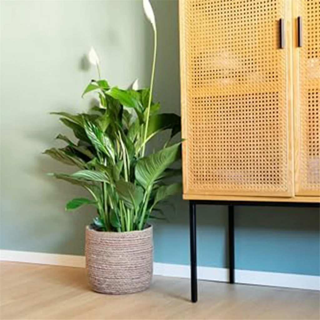 Seagrass Woven Plant Pot with Plastic Film Insert W175