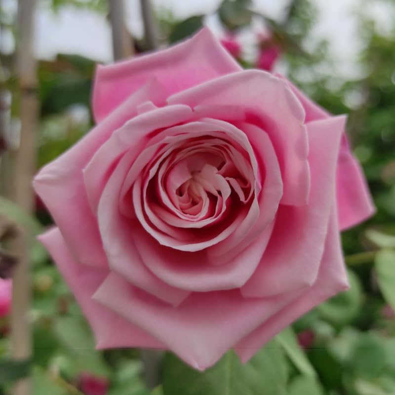 Pink Climbing Rose Live Plant F77170
