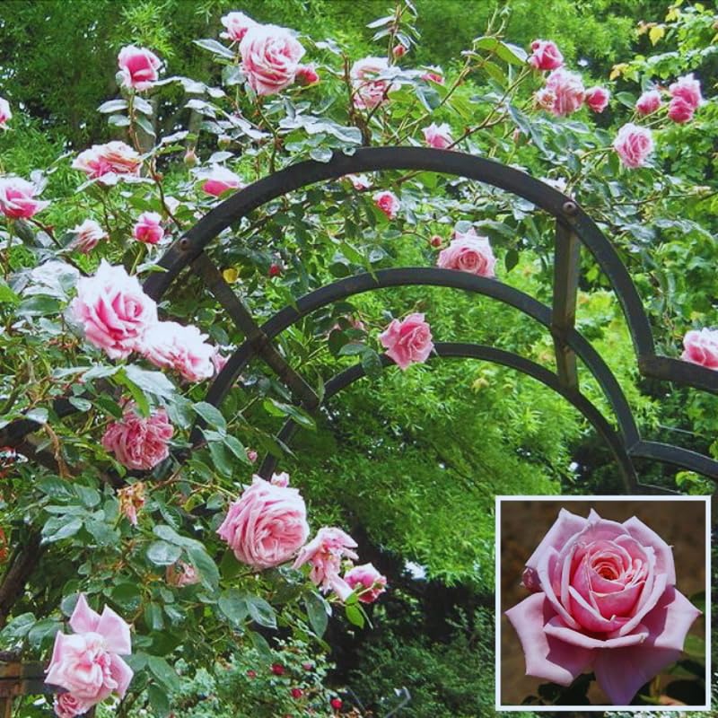 Pink Climbing Rose Live Plant F77170