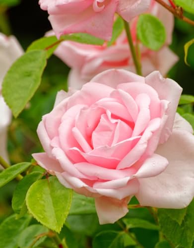 Pink Climbing Rose Live Plant F77170