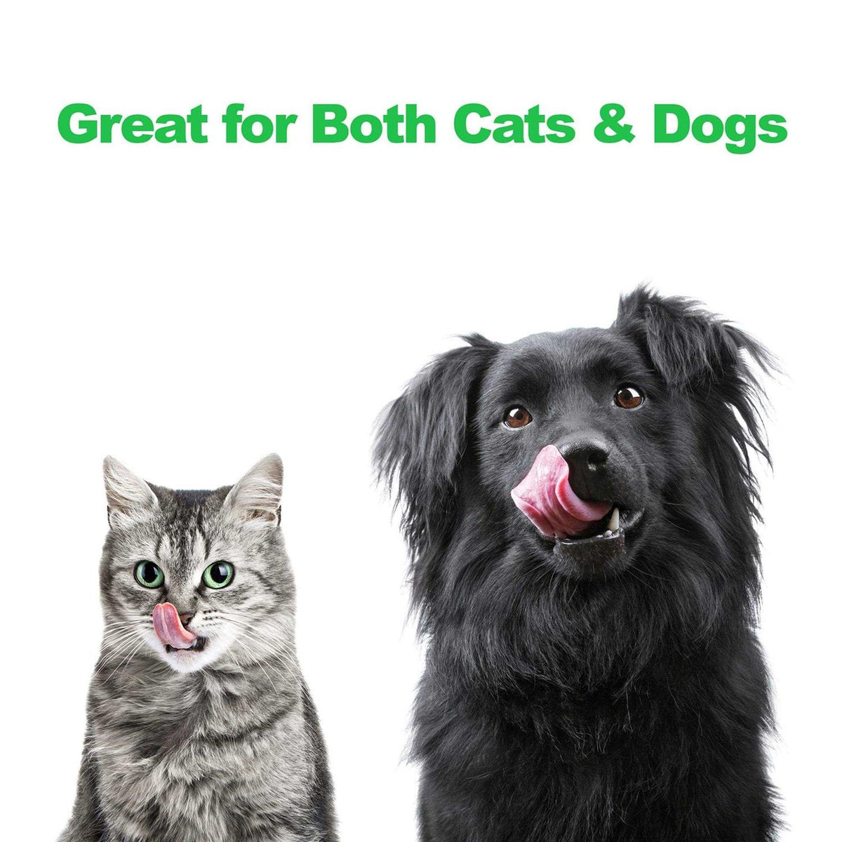 Modern Double Elevated Dog Bowls F286373