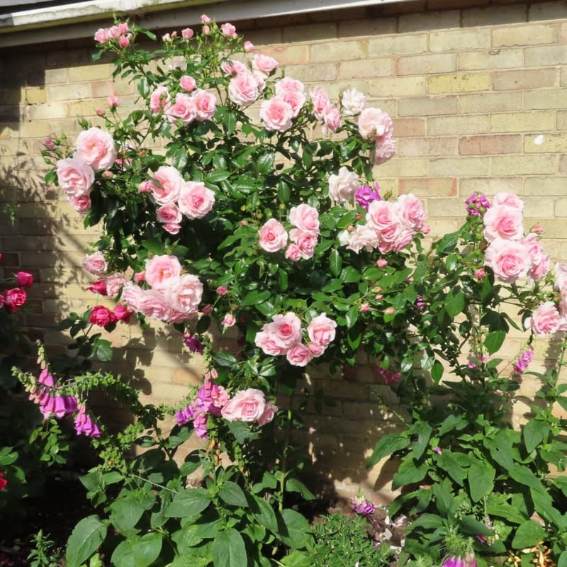 Pink Climbing Rose Live Plant F77170