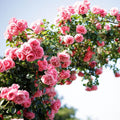Pink Climbing Rose Live Plant F77170