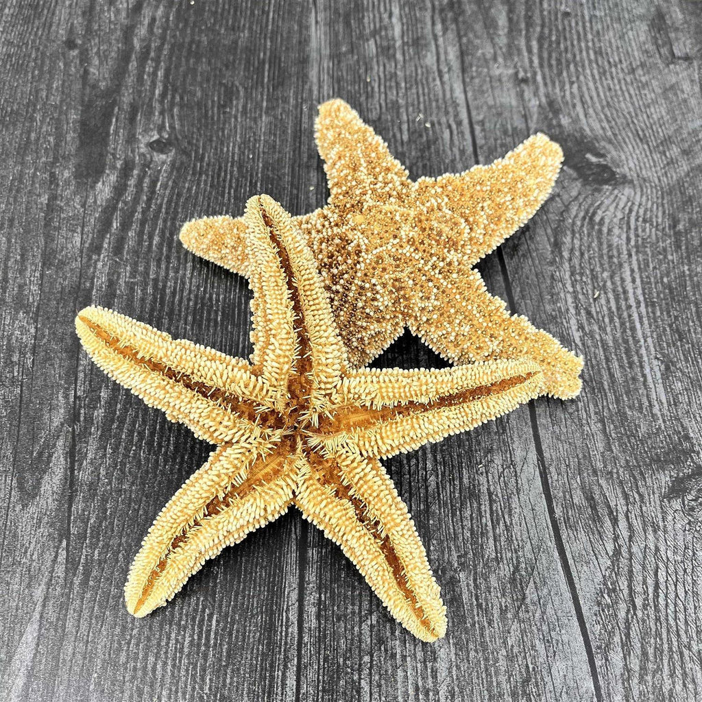 4 6 inch Starfish Decor F233