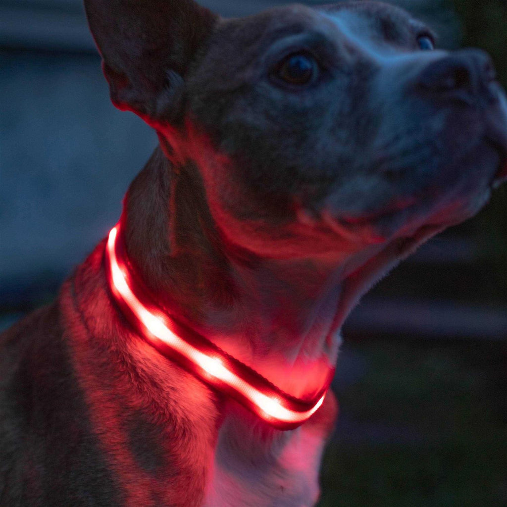 LED Light Up Dog Collar R691