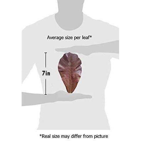 Hermit Crab & Snail Catappa Leaves G659283