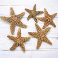 4 6 inch Starfish Decor F233