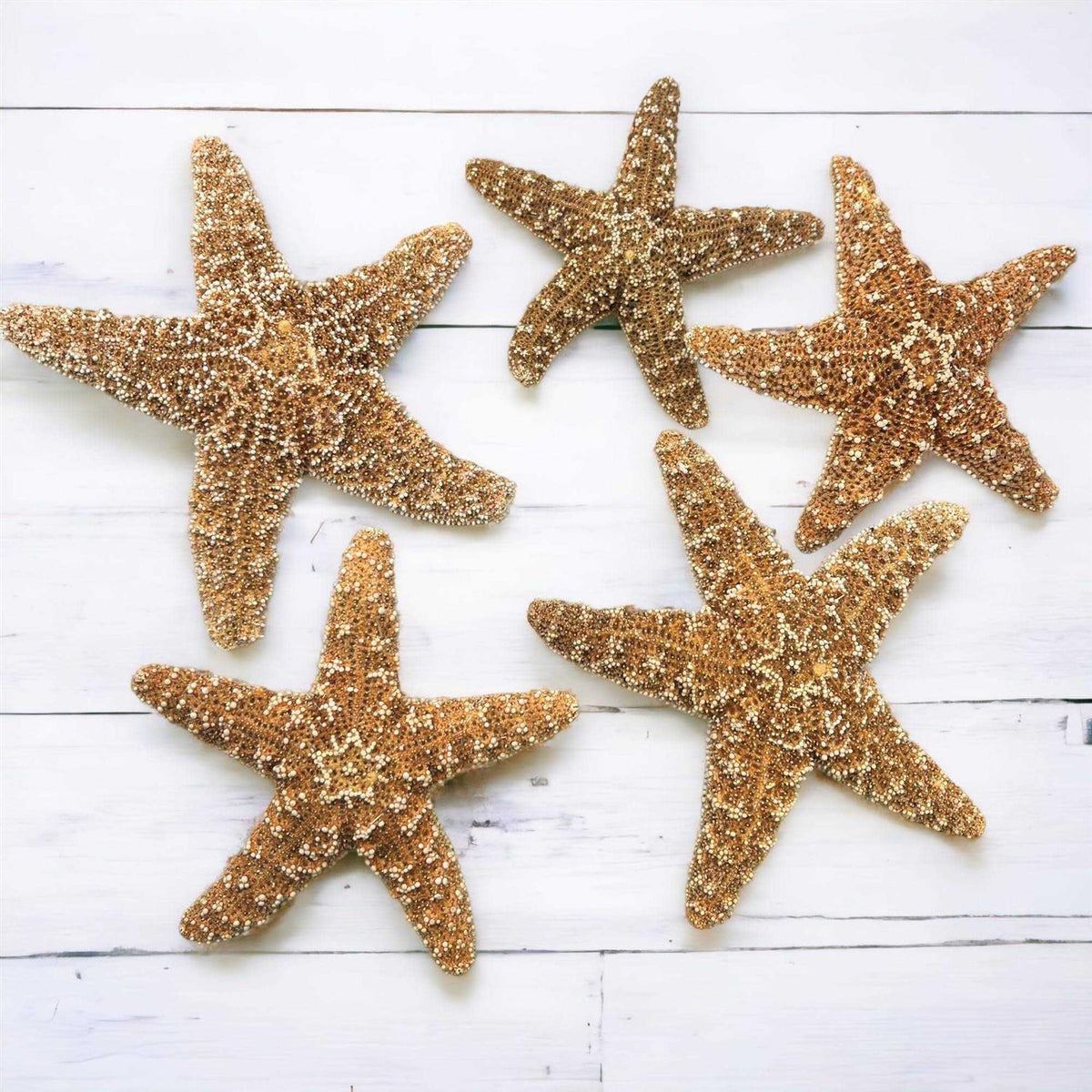 4 6 inch Starfish Decor F233