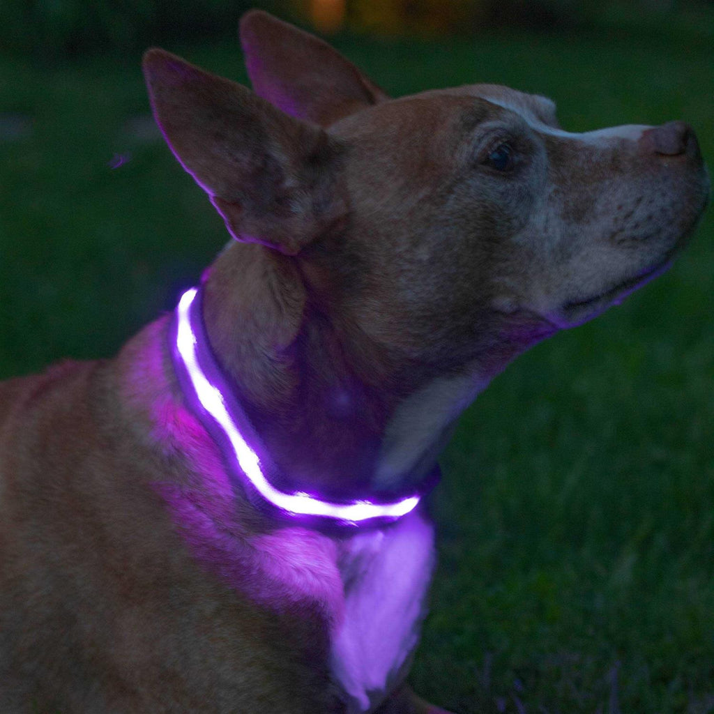 LED Light Up Dog Collar R691