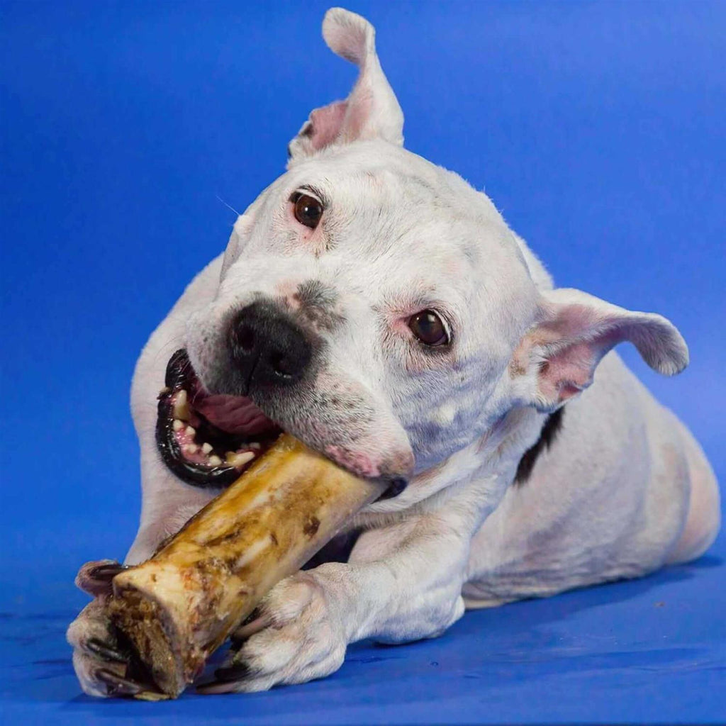 Large Marrow Bone W260131