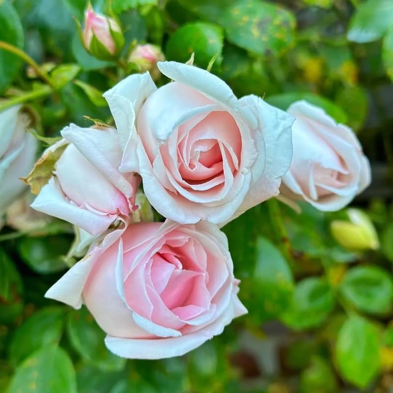 Pink Climbing Rose Live Plant F77170