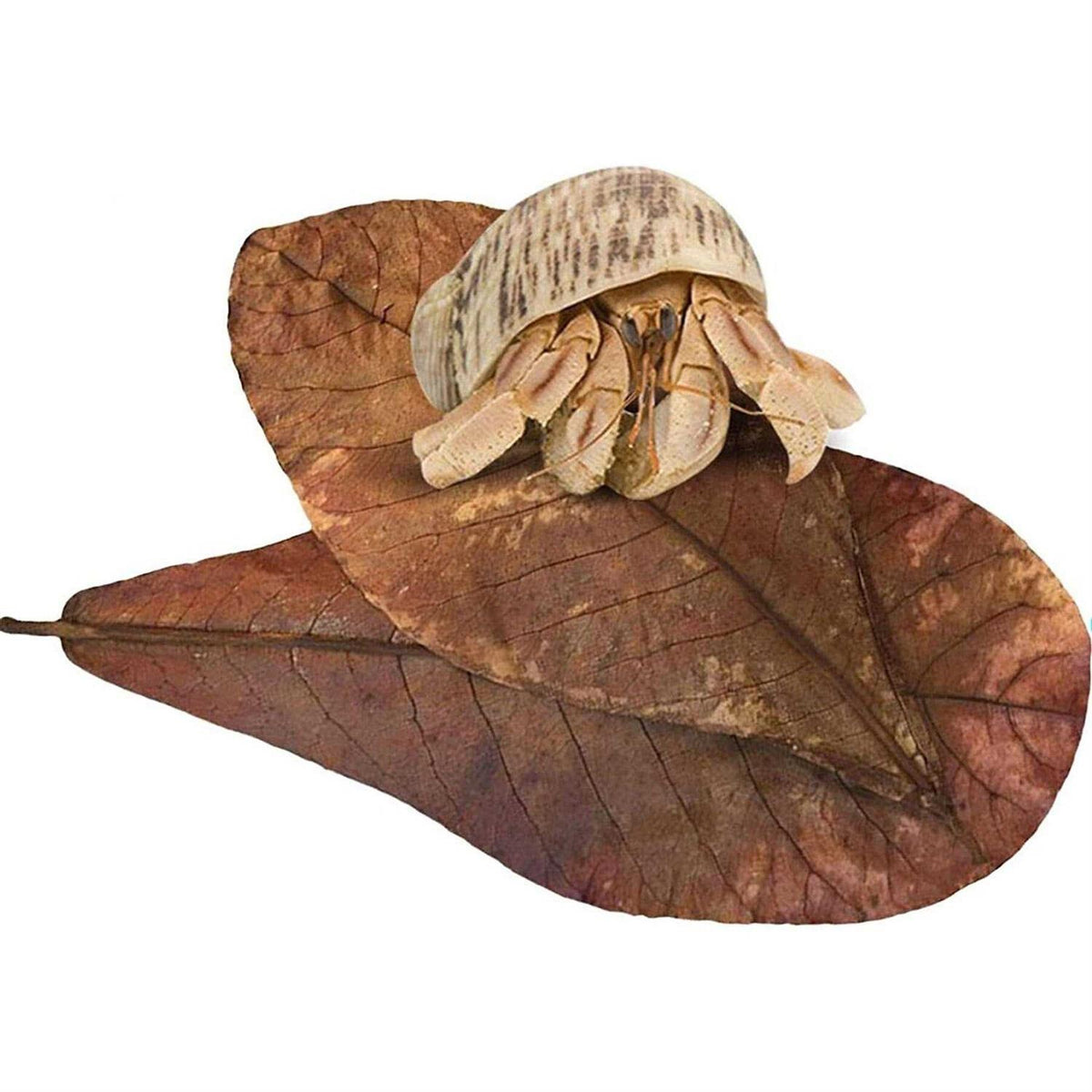 Hermit Crab & Snail Catappa Leaves G659283