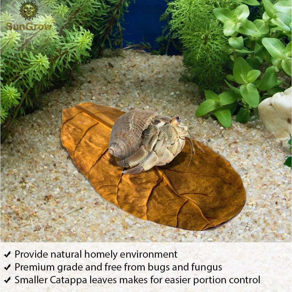 Hermit Crab & Snail Catappa Leaves G659283